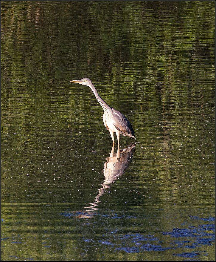 москва, парк, июнь, утро, птица, цапля, АНАТОЛИЙ ДОВЫДЕНКО