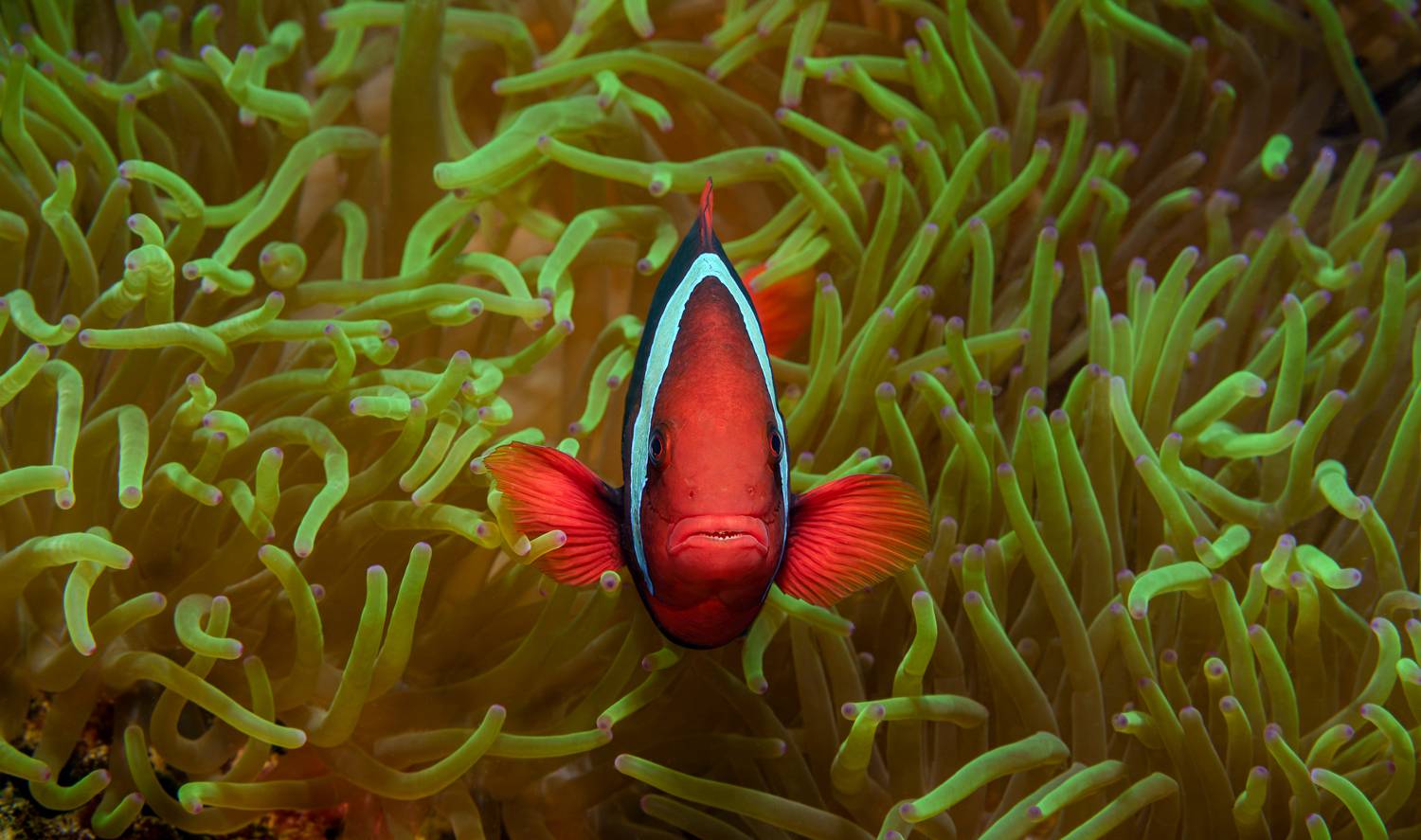 , Савин Андрей