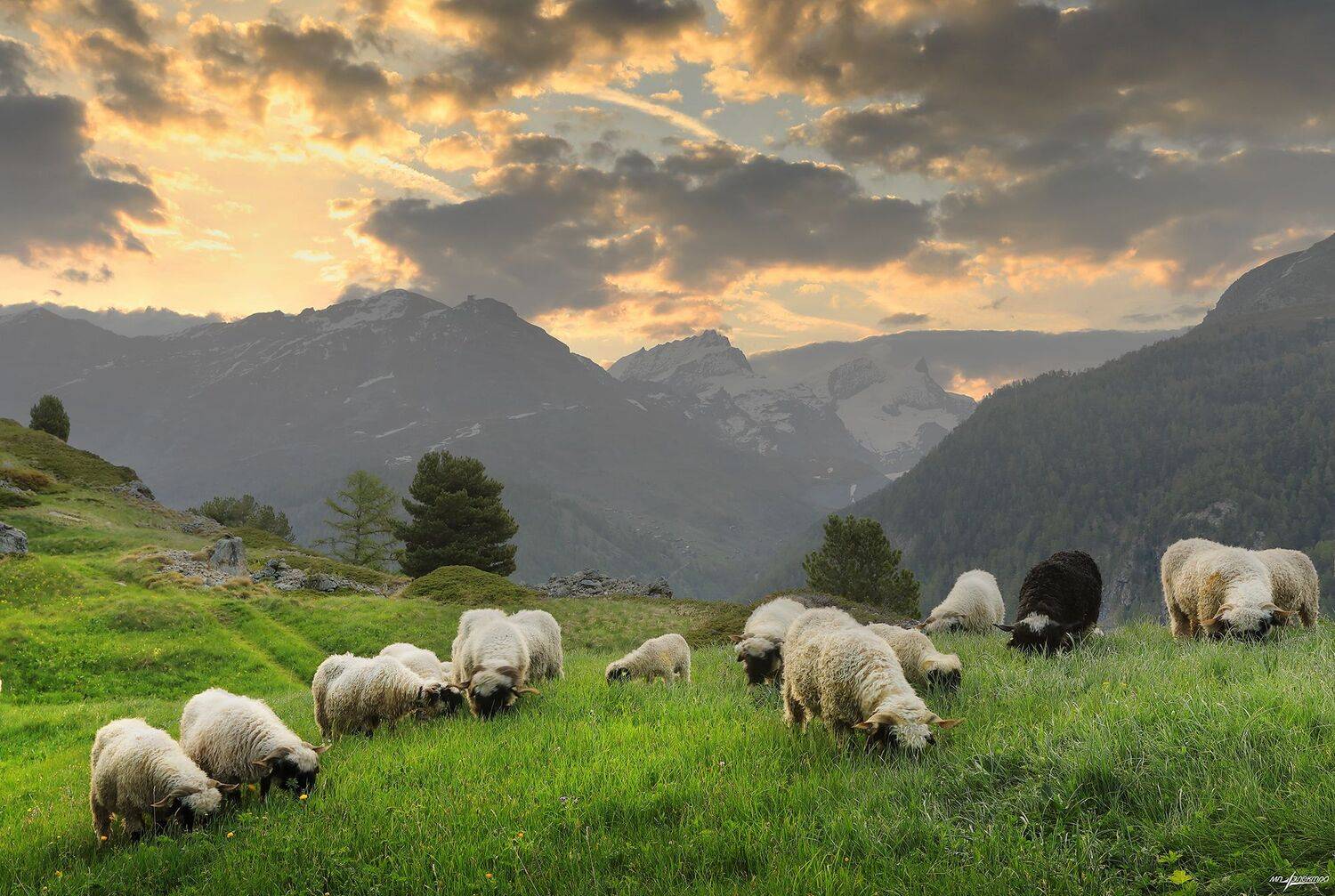 swiss,швейцария,весна,zermatt, Николай Матвеев