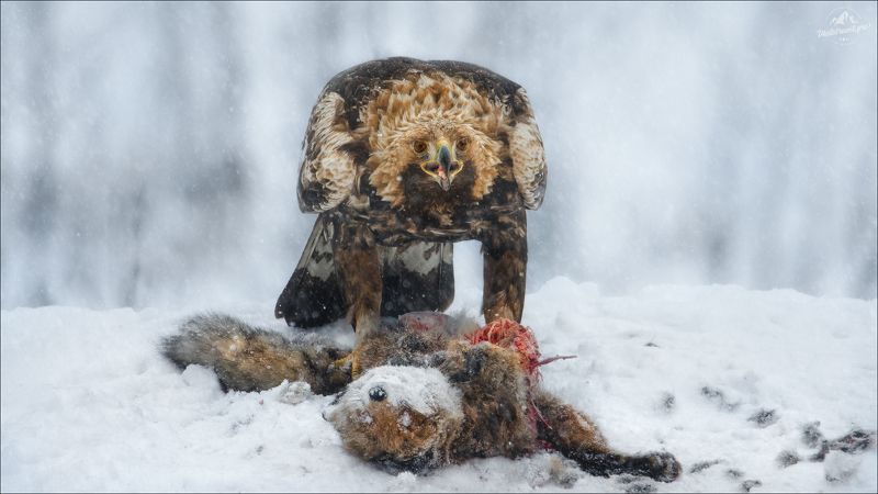 беркут, golden eagle, красный бор, фототур в красный бор, фотоохота в беларуси, phototravel.pro, Memento mori.. фото превью