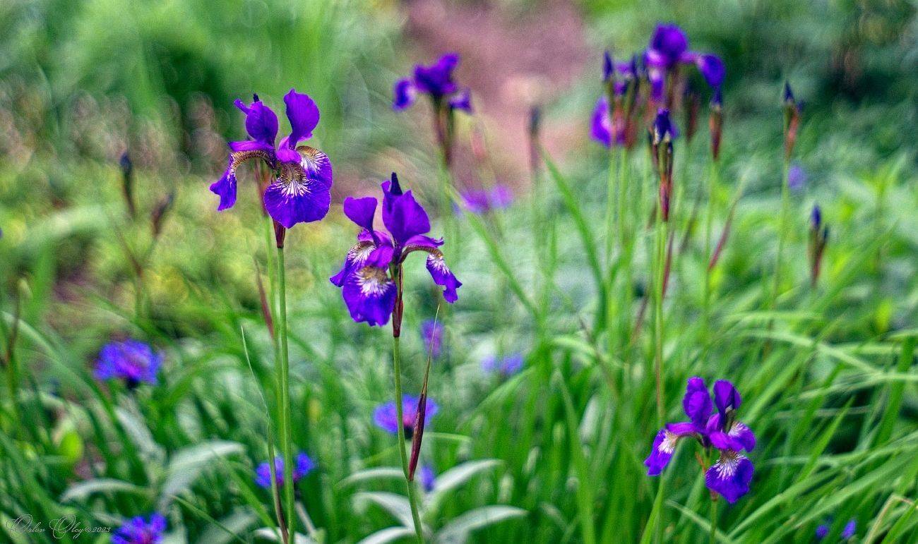 , Орлов Олег