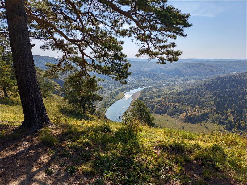 Лето, река, Сибирь, лес Над обрывом фото превью