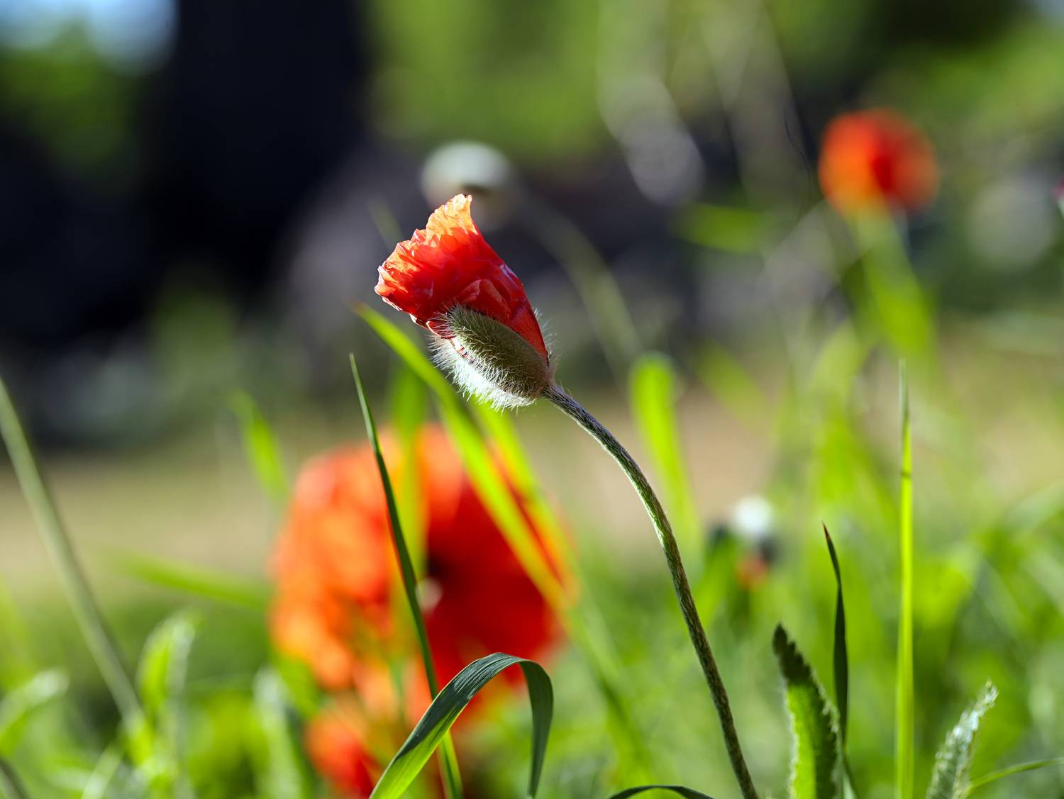 red; poppies; summer; sunset; nature; natural background; bokeh; multicolored background; photography; garden, DZINTRA REGINA JANSONE