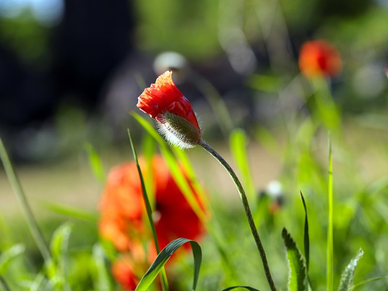 red; poppies; summer; sunset; nature; natural background; bokeh; multicolored background; photography; garden - red poppy bud in the summer sunset  фото превью