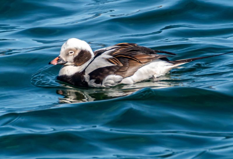 мурмаская область, териберка, птицы, морянка Морянка фото превью