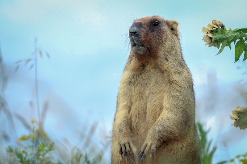 Байбак фото превью