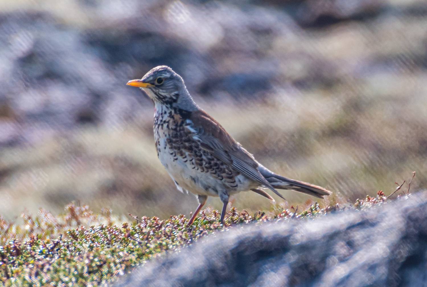 мурмаская область, териберка, птицы, дрозд, рябинник, Савчук Сергей