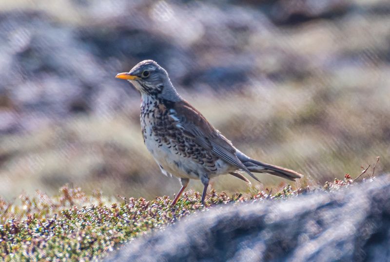 мурмаская область, териберка, птицы, дрозд, рябинник Дрозд-рябинник фото превью