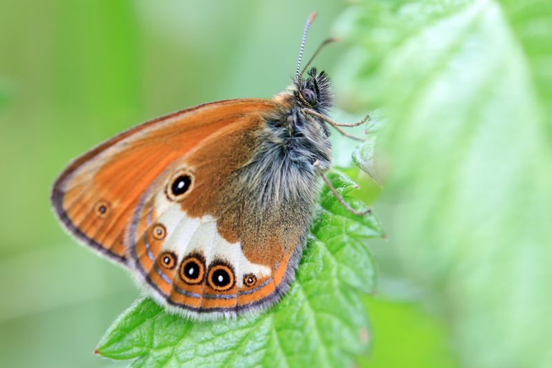Сенница аркания фото превью