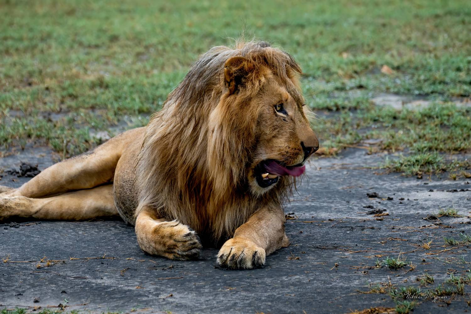 , Николай Мозгунов