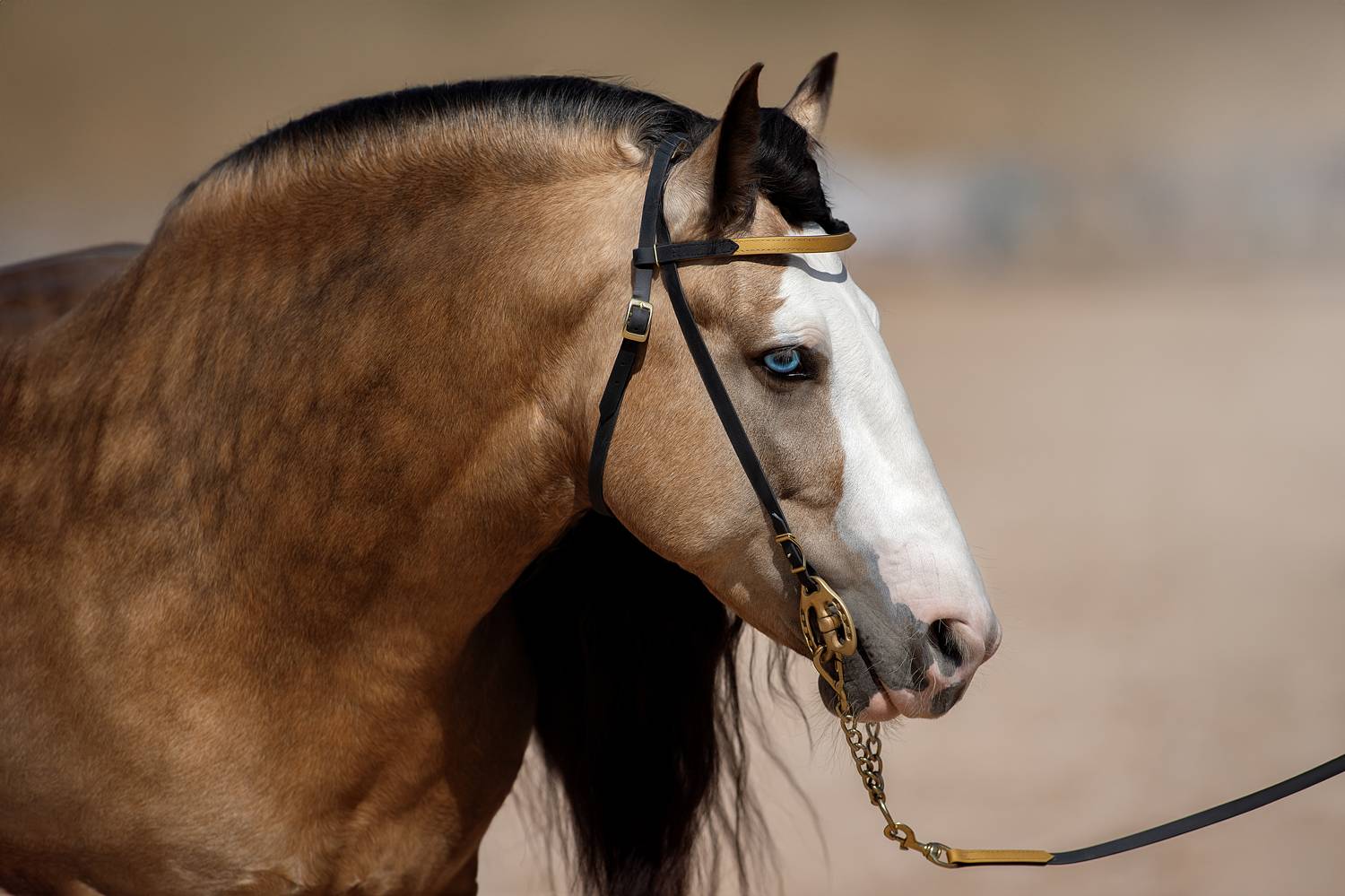 , Светлана Писарева