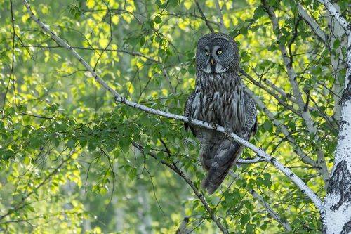 Бородатая неясыть