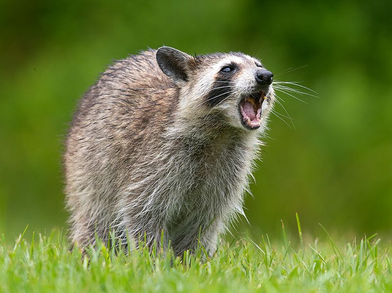 енот обыкновенный, енот-полоскун, raccoon, енот, дикие животные, животные, animals Енот-полоскун -Raccoon фото превью