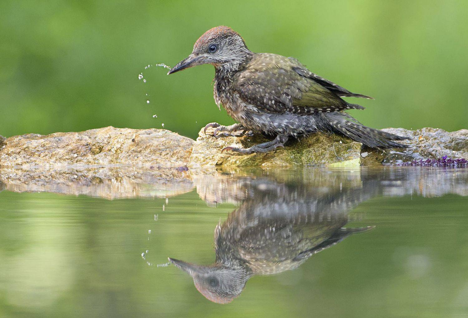 , Евгени Стефанов