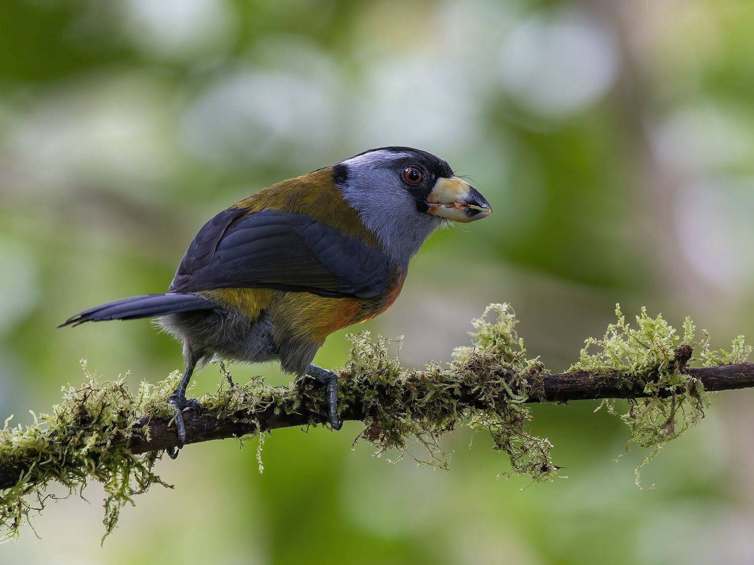 , Burgalin Sequeira Fernando