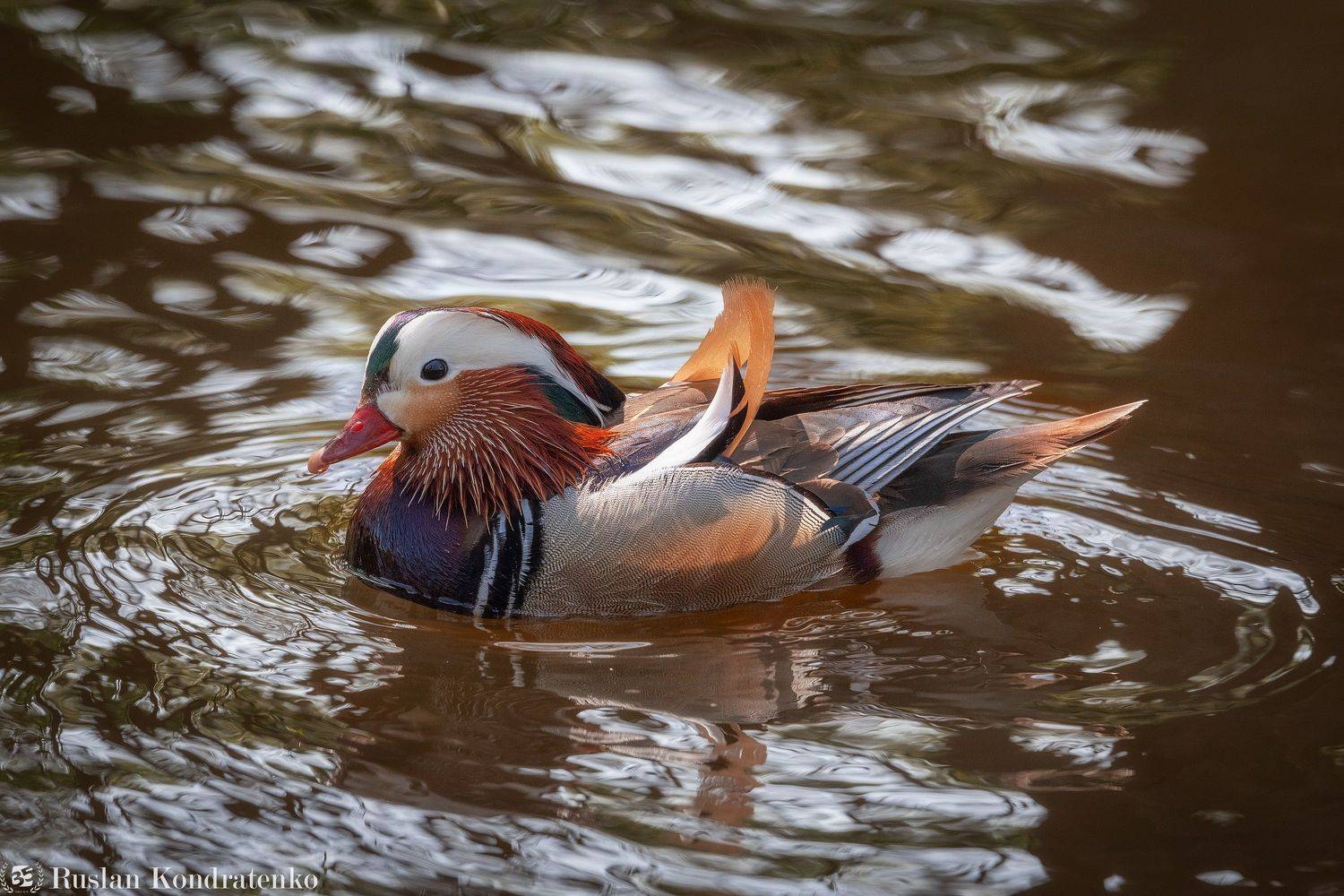 утка, мандаринка, утка мандаринка, Кондратенко Руслан