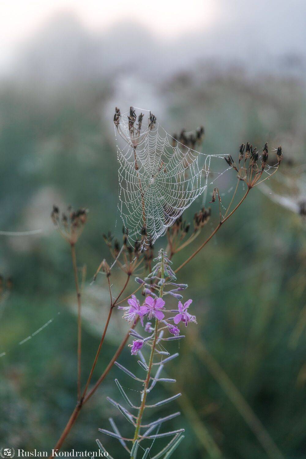 река, рассвет, лемовжа, закат, Кондратенко Руслан