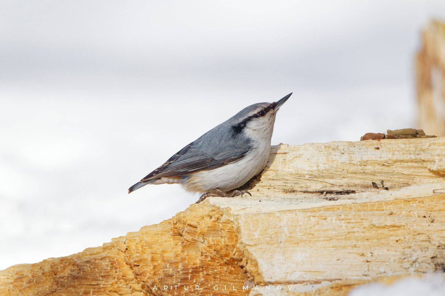 , Гильманов Артур