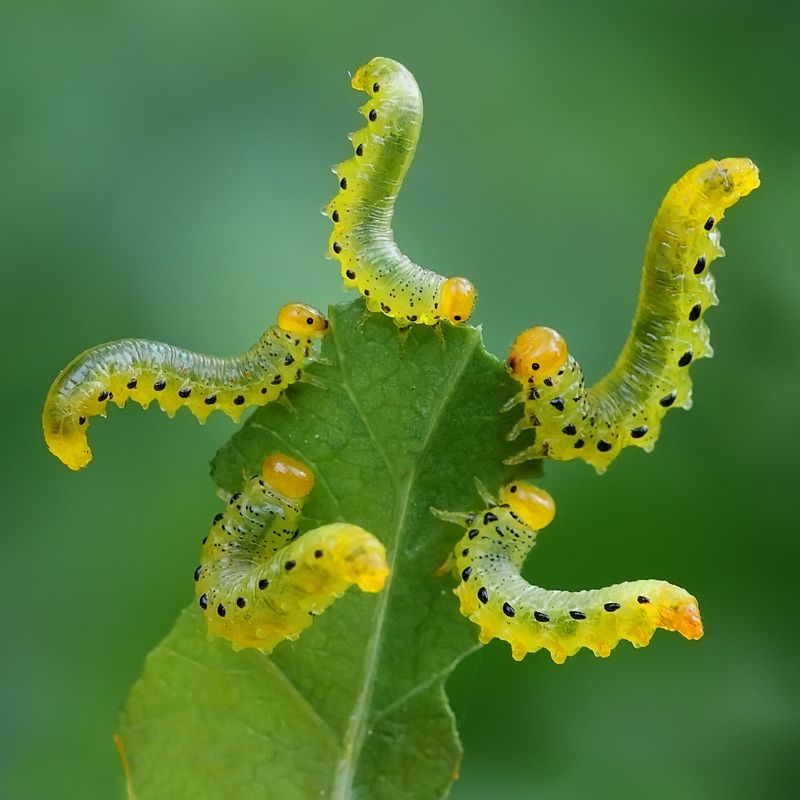 макросъёмка, природа, гусеница, еда, лето Весёлая пирушка. фото превью