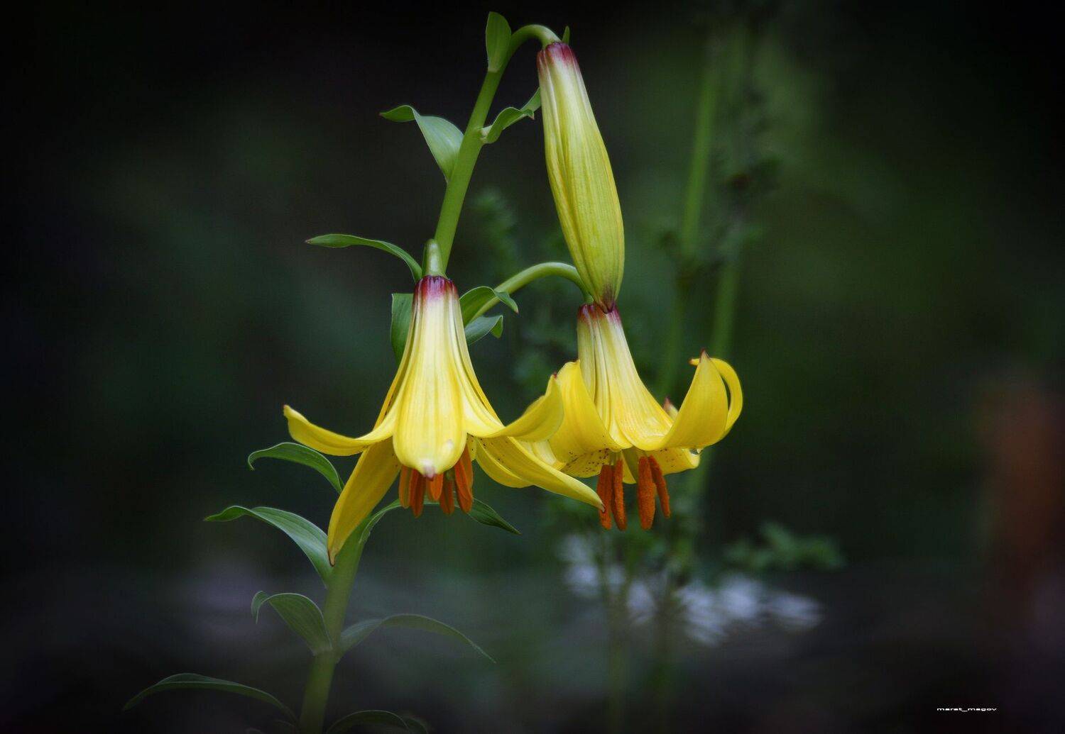 флора, фауна,цветы,, Magov Marat