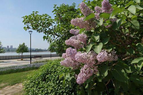 Утопая в запахе сирени