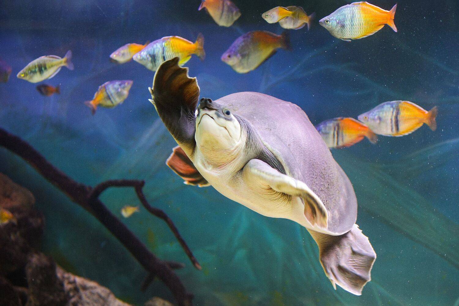 черепаха, КарОл