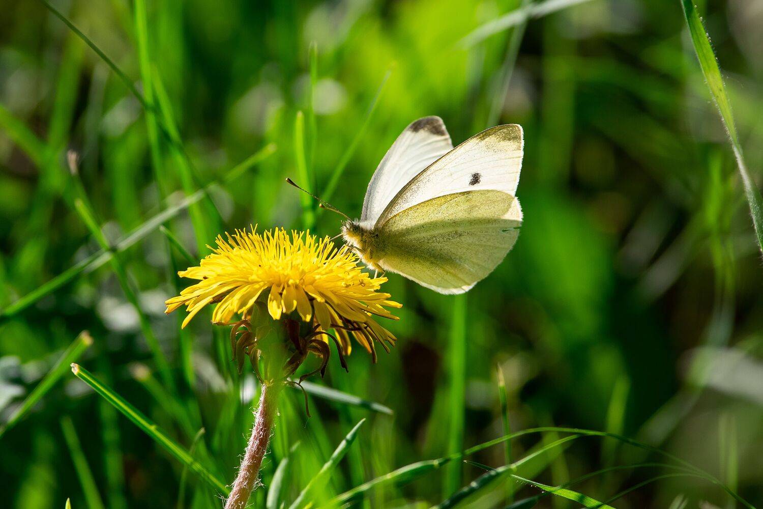 Pontia edusa, buttefly, volgograd, russia, wildlife,, Сторчилов Павел