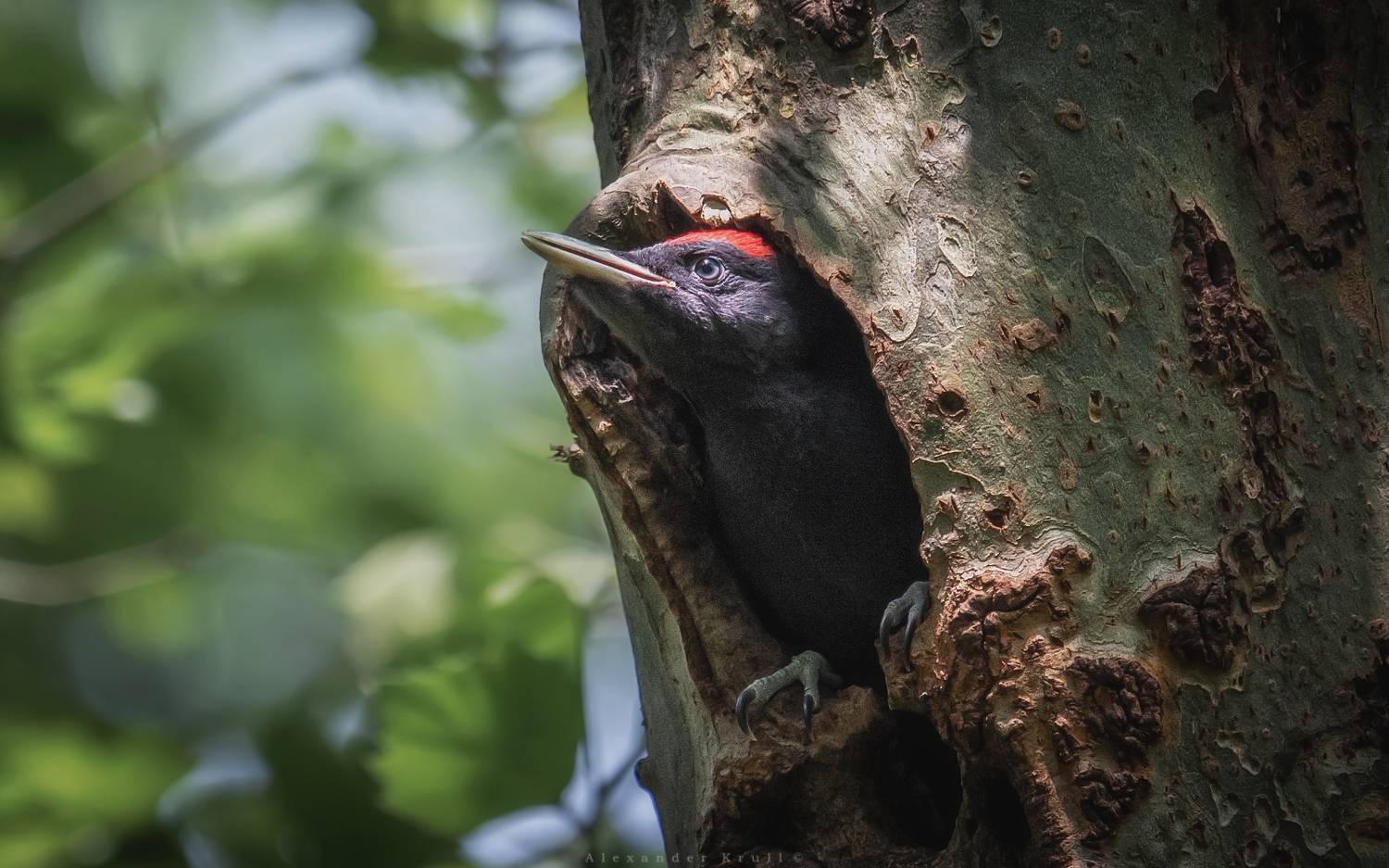 желна, дятел, Круль Александр