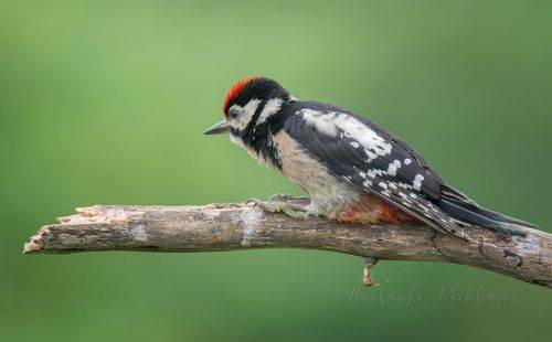 Всё . Привал .