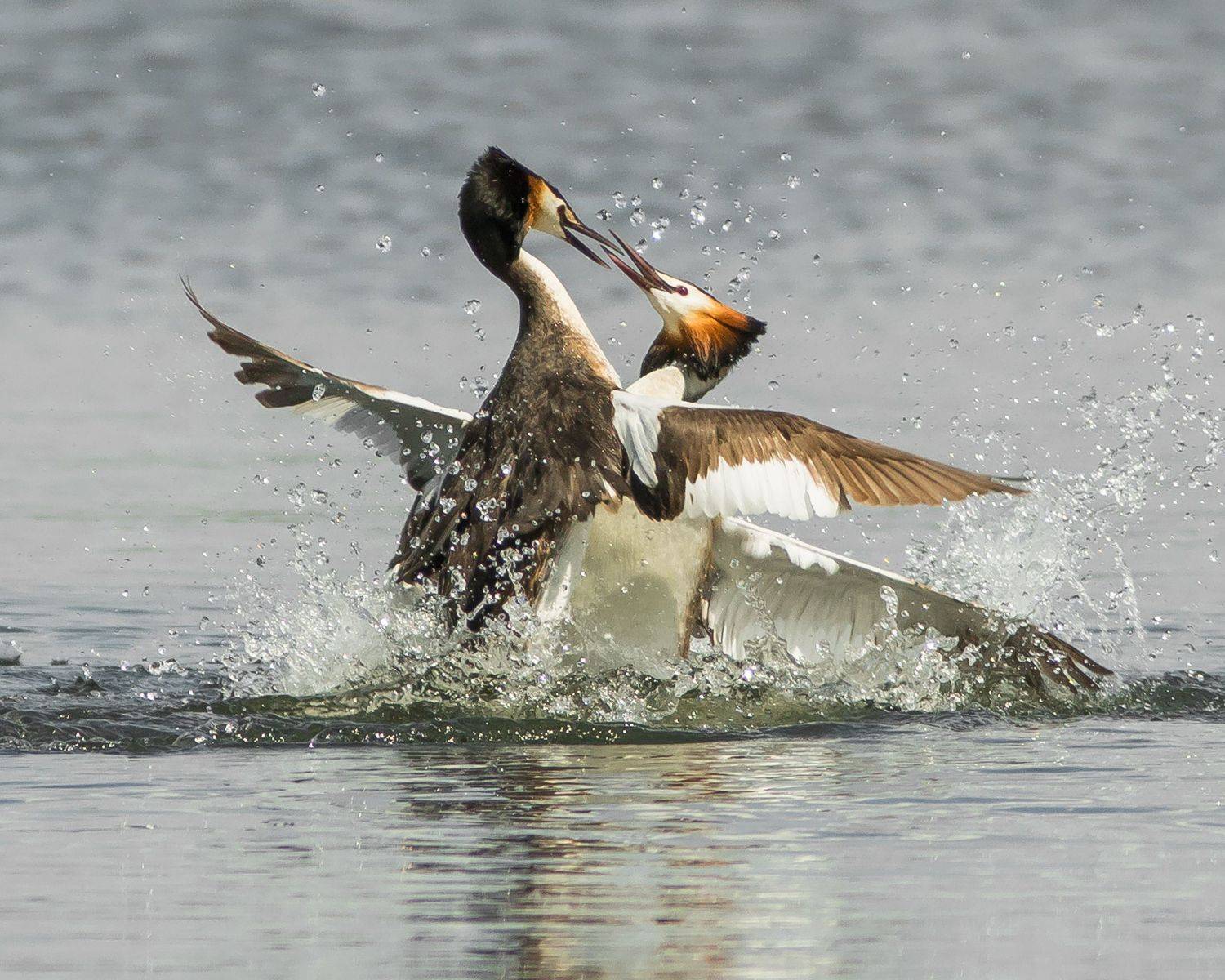 чомги, Суслов Дмитрий