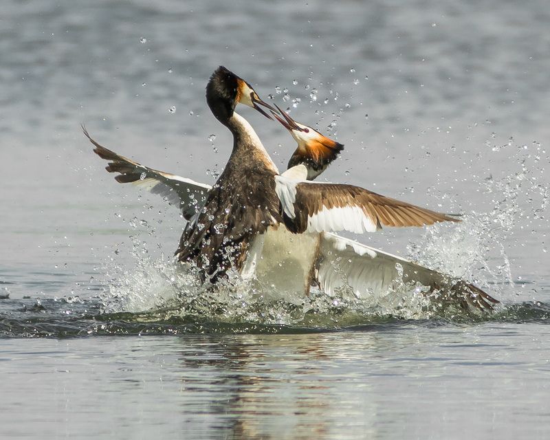 чомги Схватка фото превью