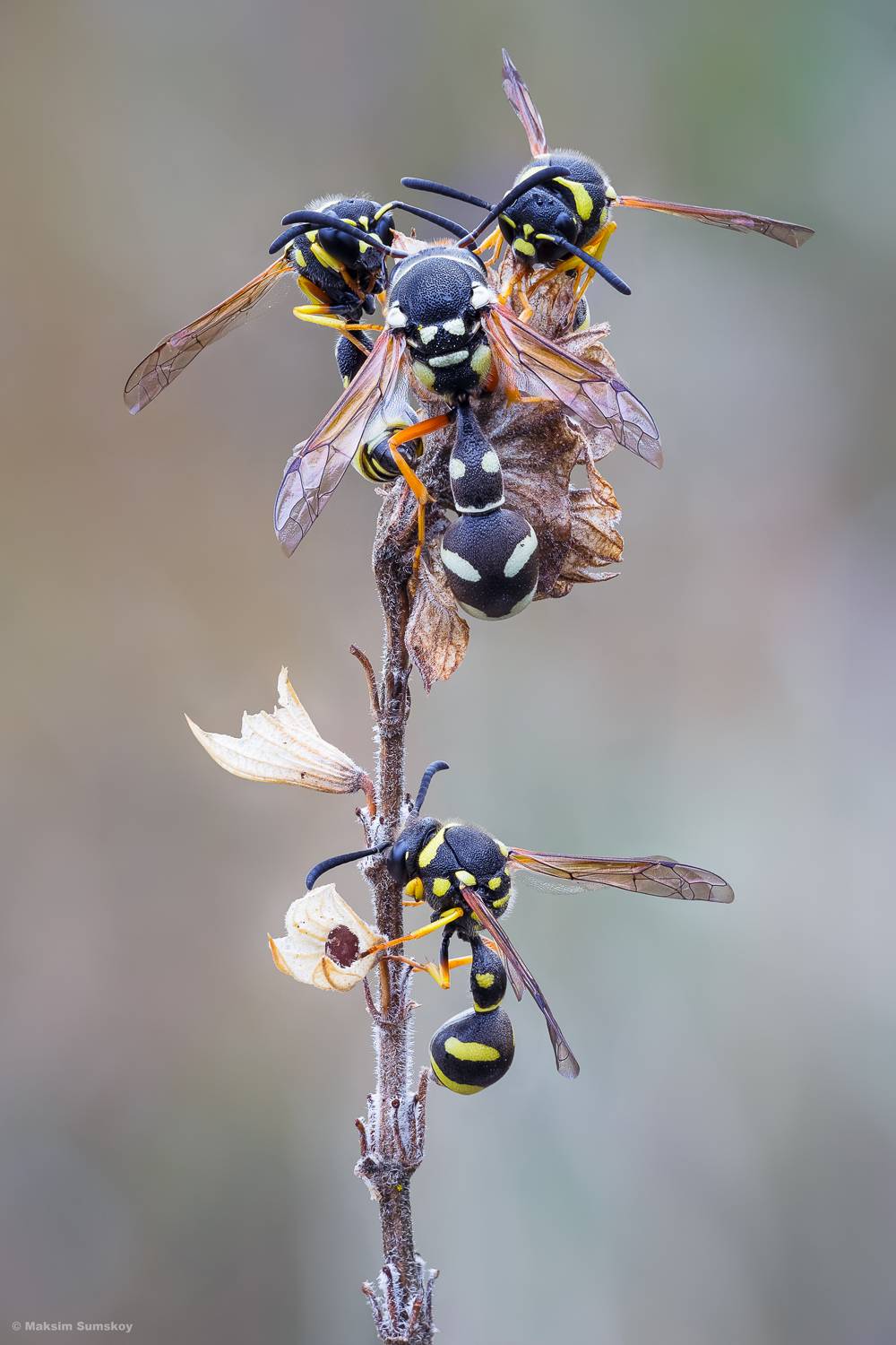 , Максим Сумской
