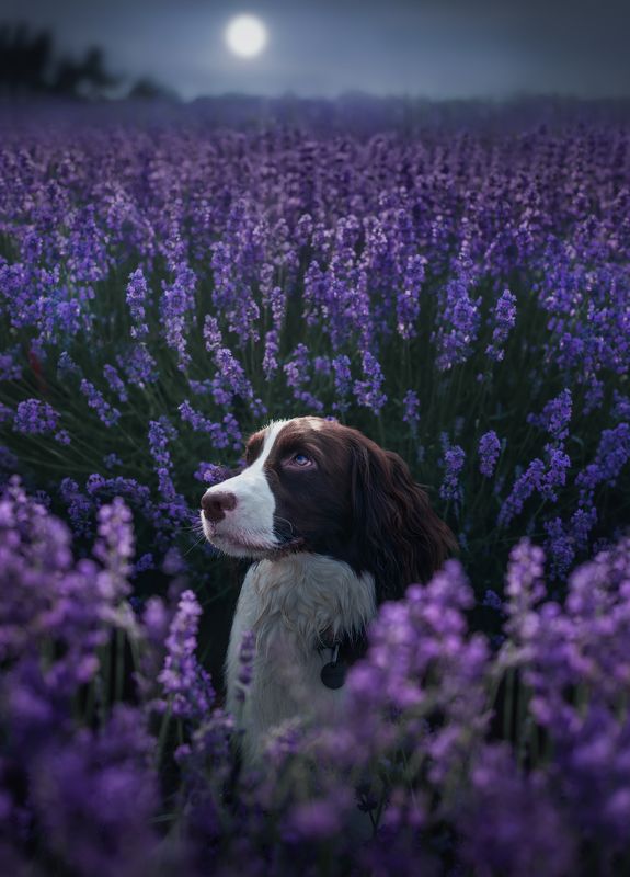狗 动物 宠物 史宾格 萌宠 薰衣草 仲夏的薰衣草花园 фото превью