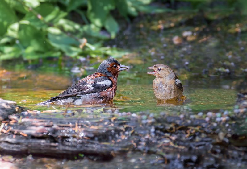 птицы, зеленушка, самец, самка, купание, вода, Зяблики . фото превью