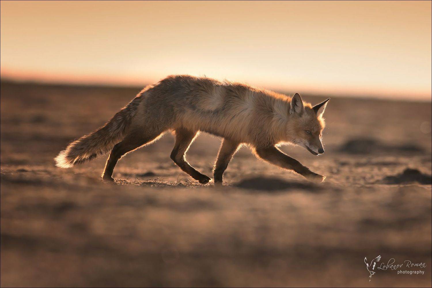 , Роман Лобанов