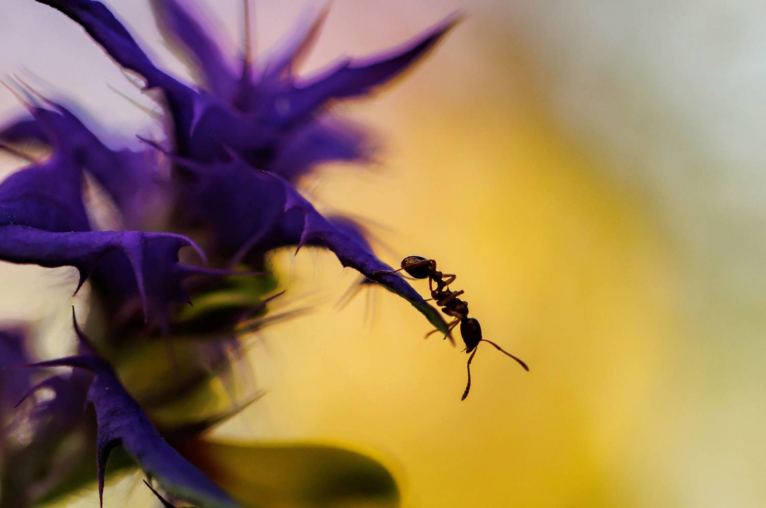 , Волынский Виктор