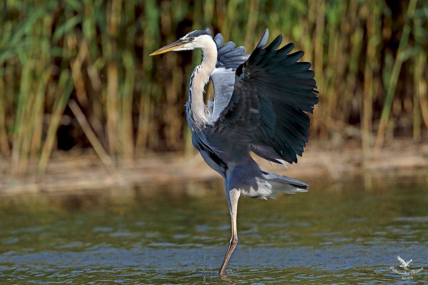 , Гусар Александр
