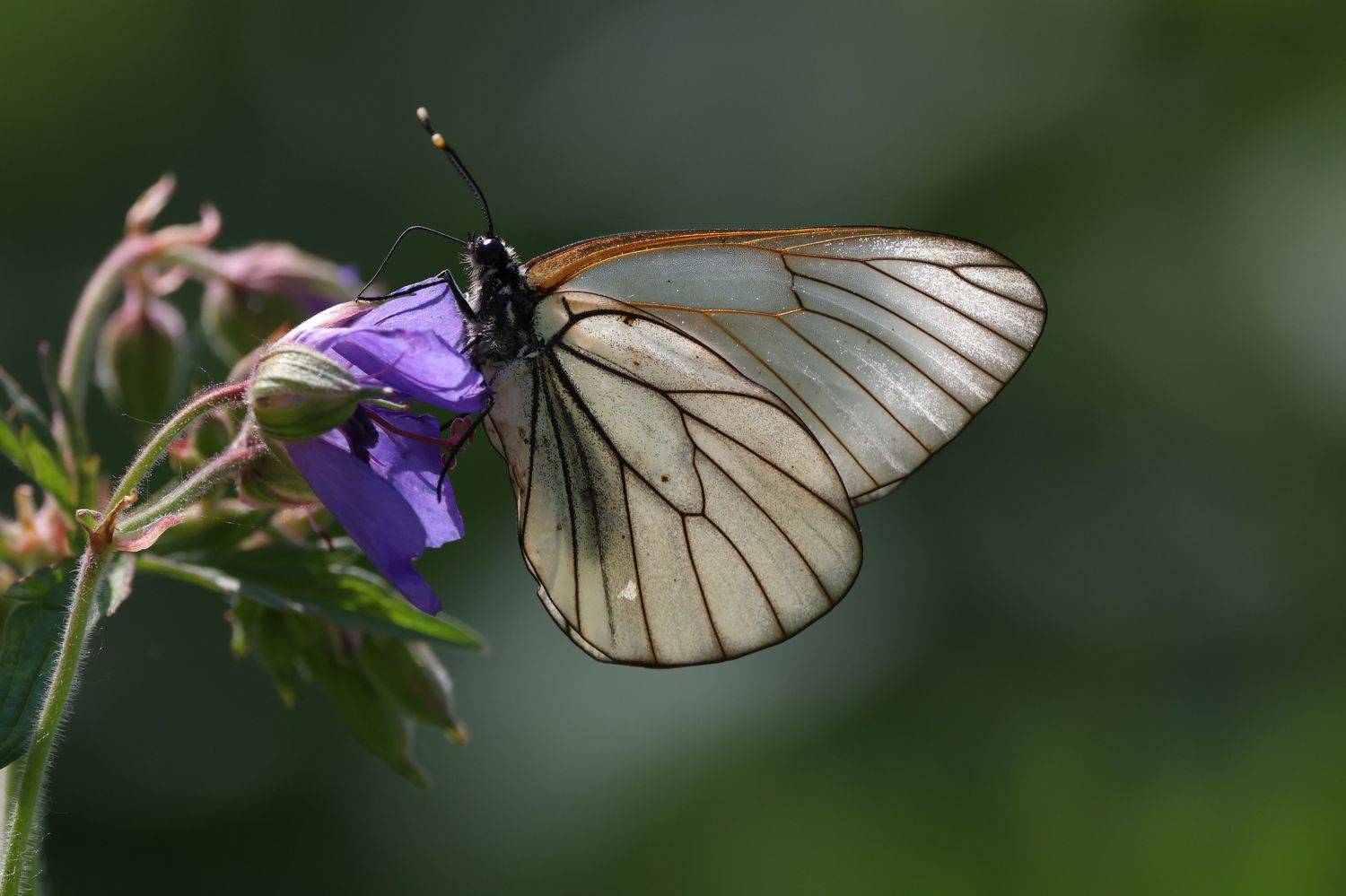 , Щепанов Дмитрий