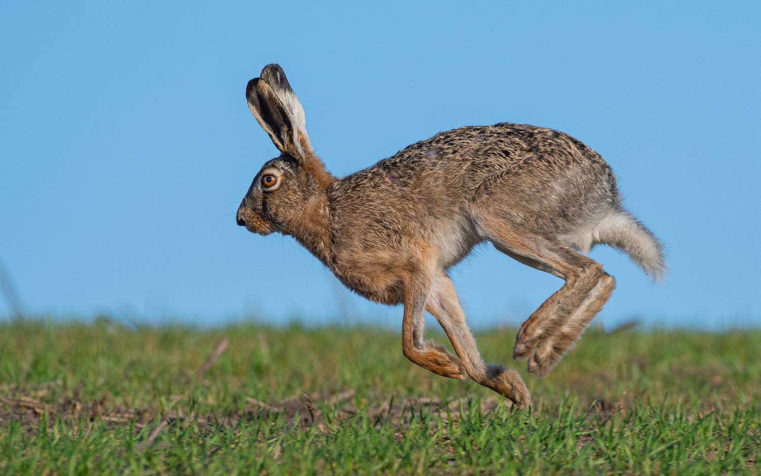 заяц, животные, природа, фотоохота, Сигушин Руслан