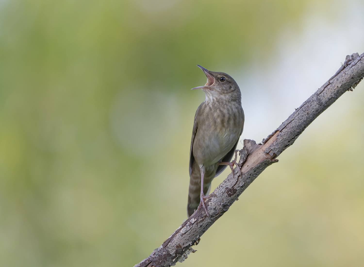 птицы,природа, лето, Андрей Киселёв