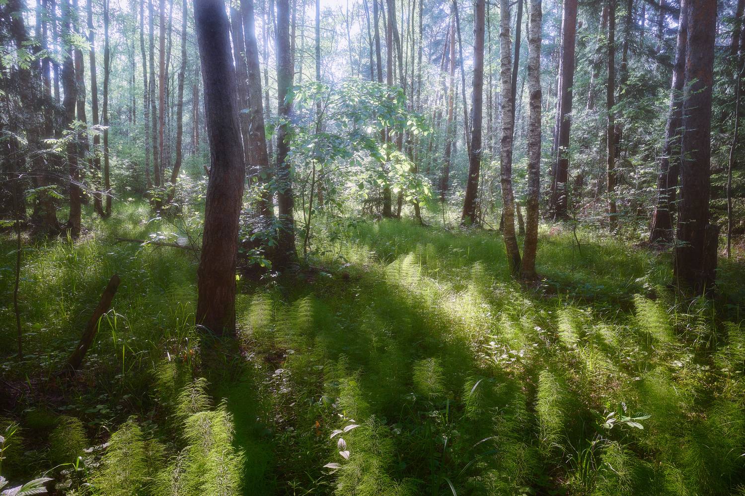 лес, свет, деревья, пейзаж, forest, woodland, trees, landscape, sunlight, Валерий Вождаев