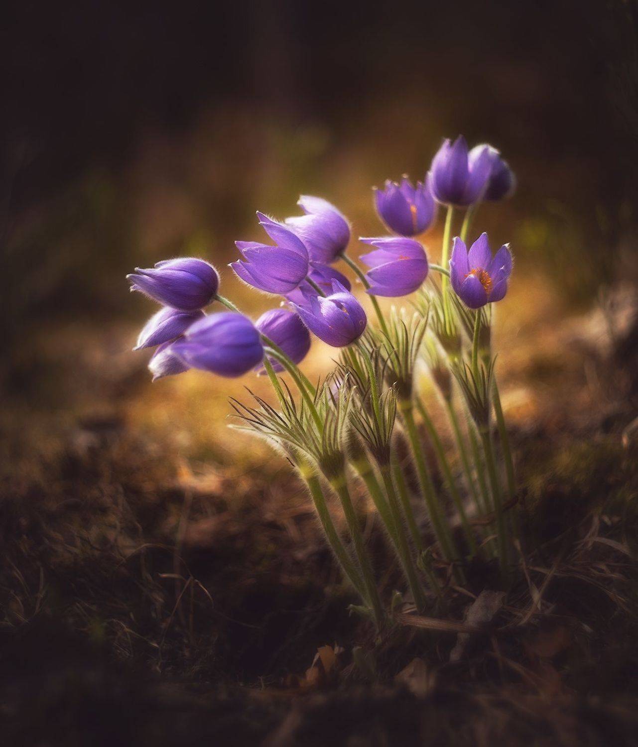 прострел, сон-трава, подснежник, helios, Марголин Алексей