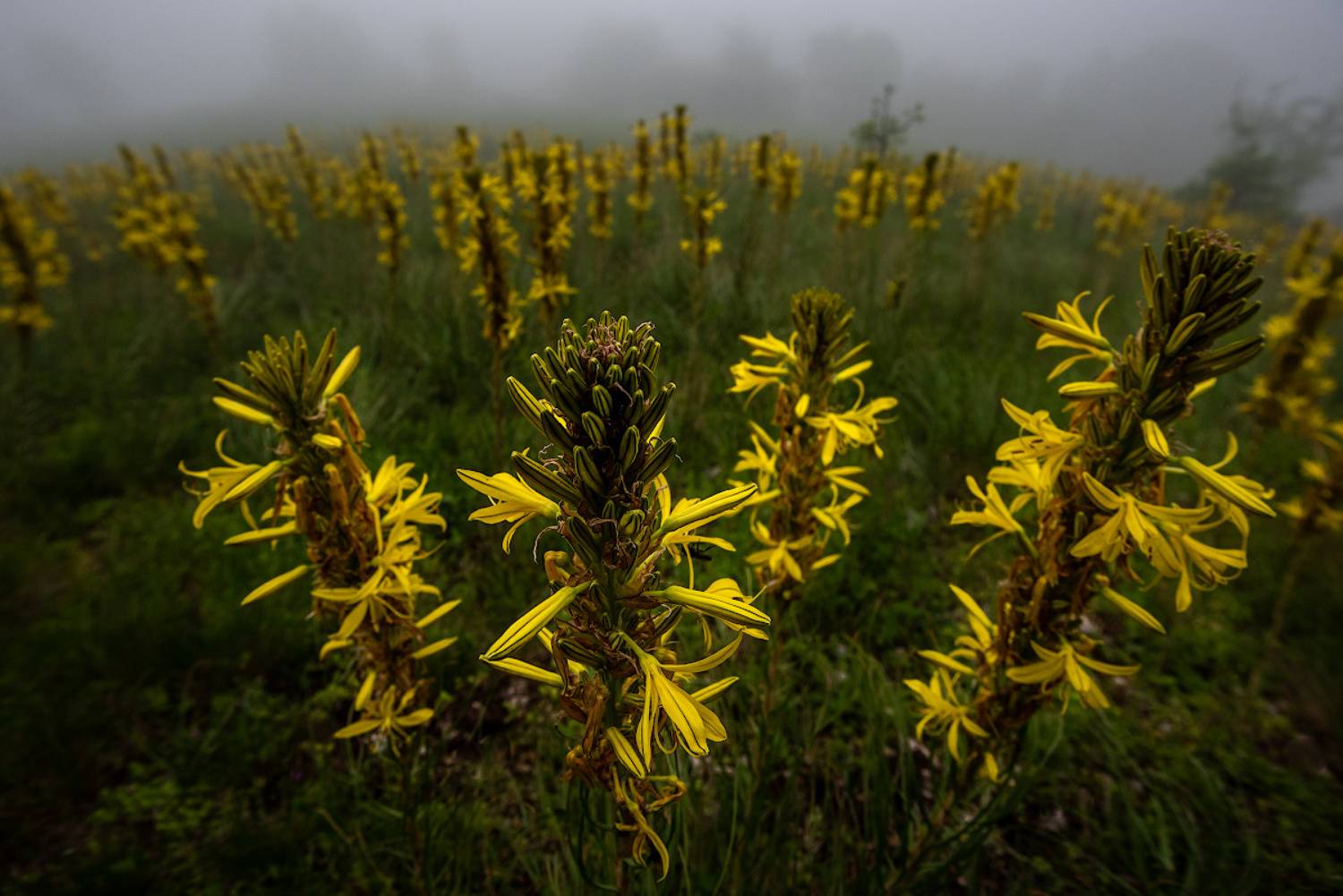 , Андрей Гусаченко