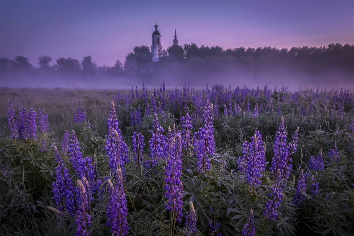 Владимирская область, Елена Гусева
