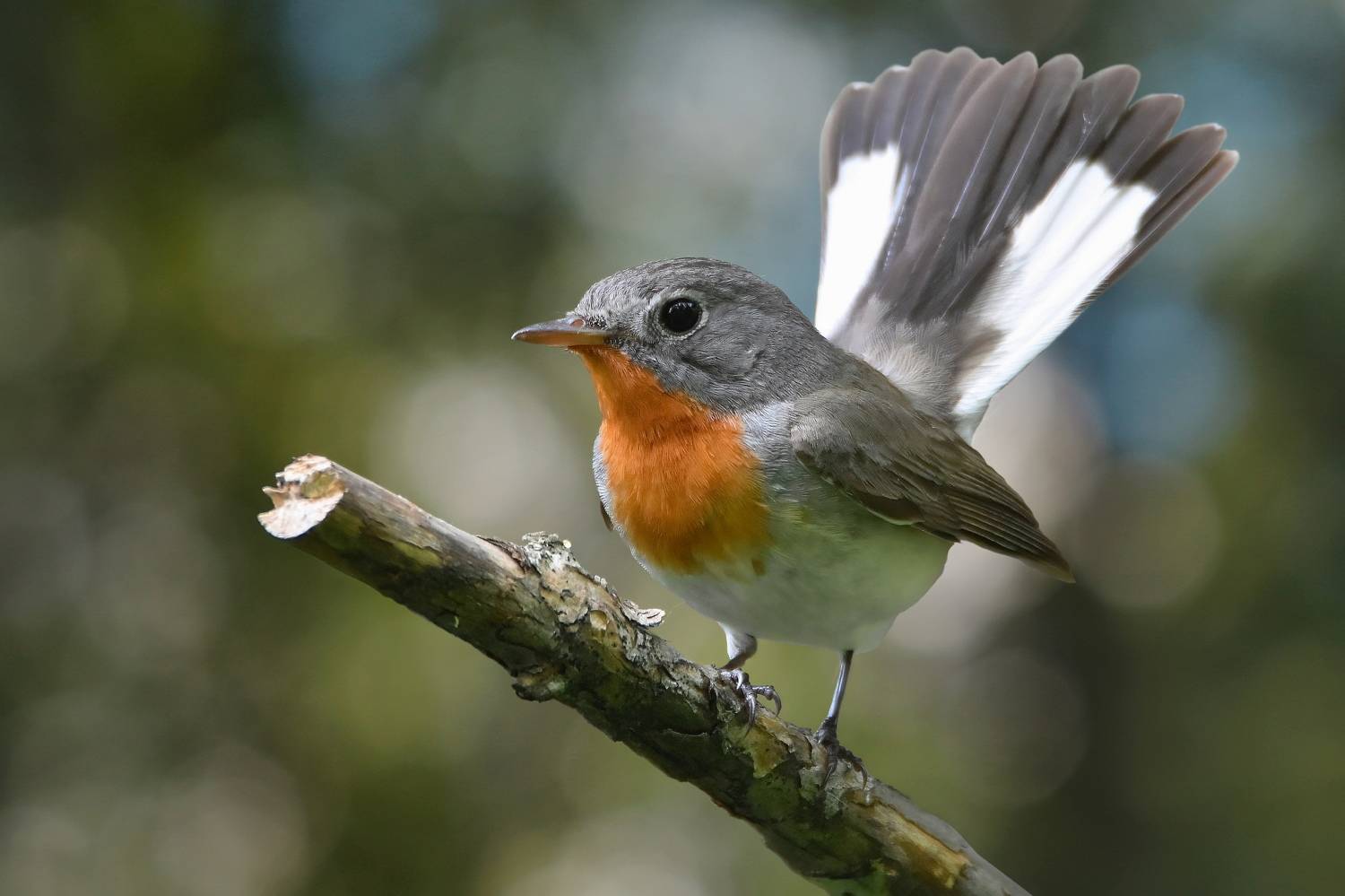 , Дмитрий Шевцов