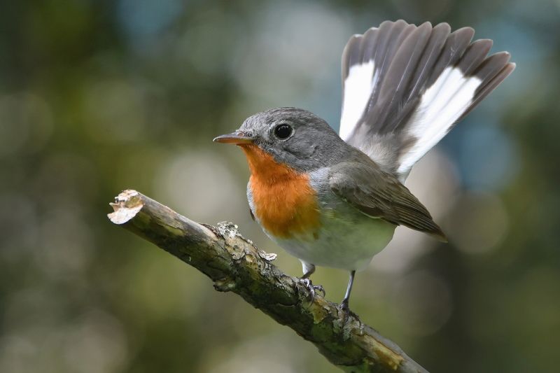 Малая мухоловка фото превью