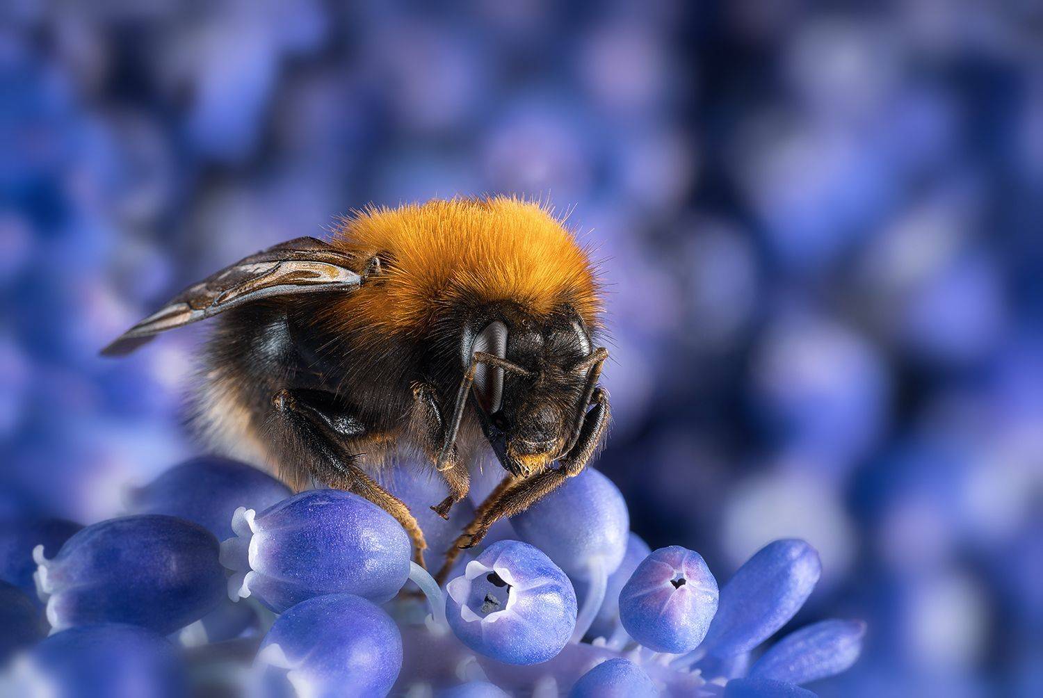 шмель, макро, насекомое, природа, лето, Ольга ЯР