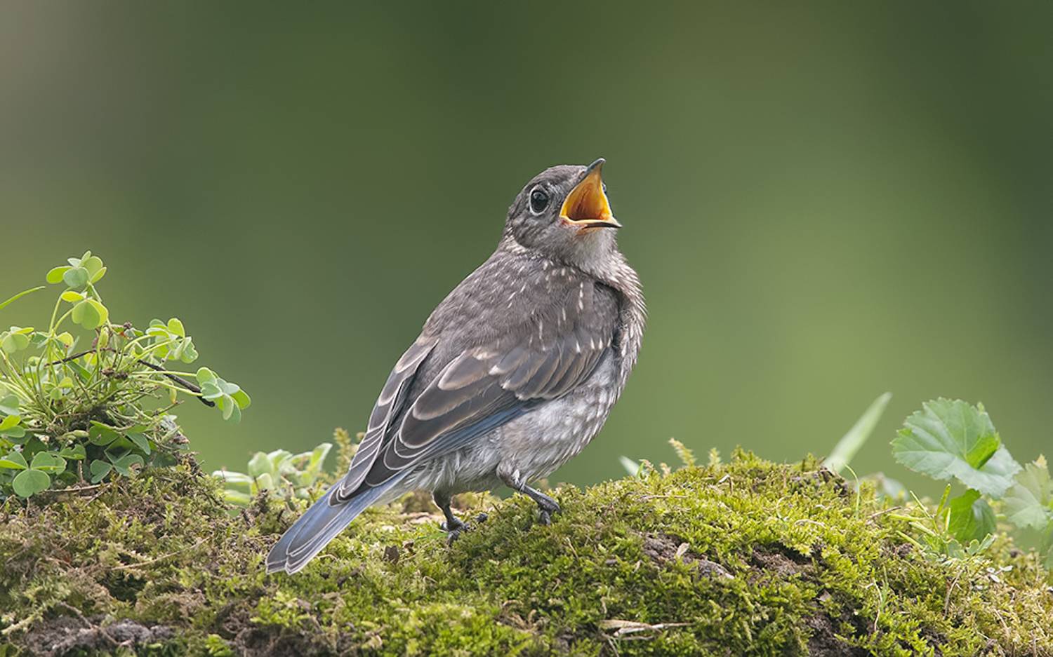 восточная сиалия, eastern bluebird,bluebird, Etkind Elizabeth