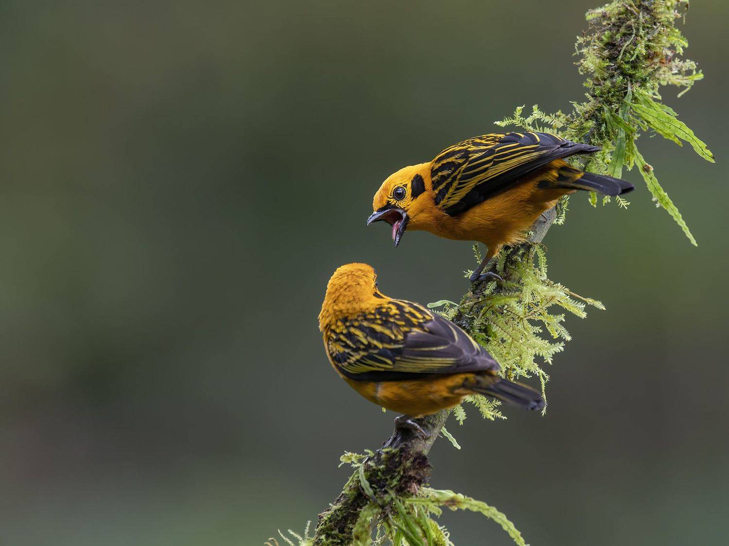 , Burgalin Sequeira Fernando