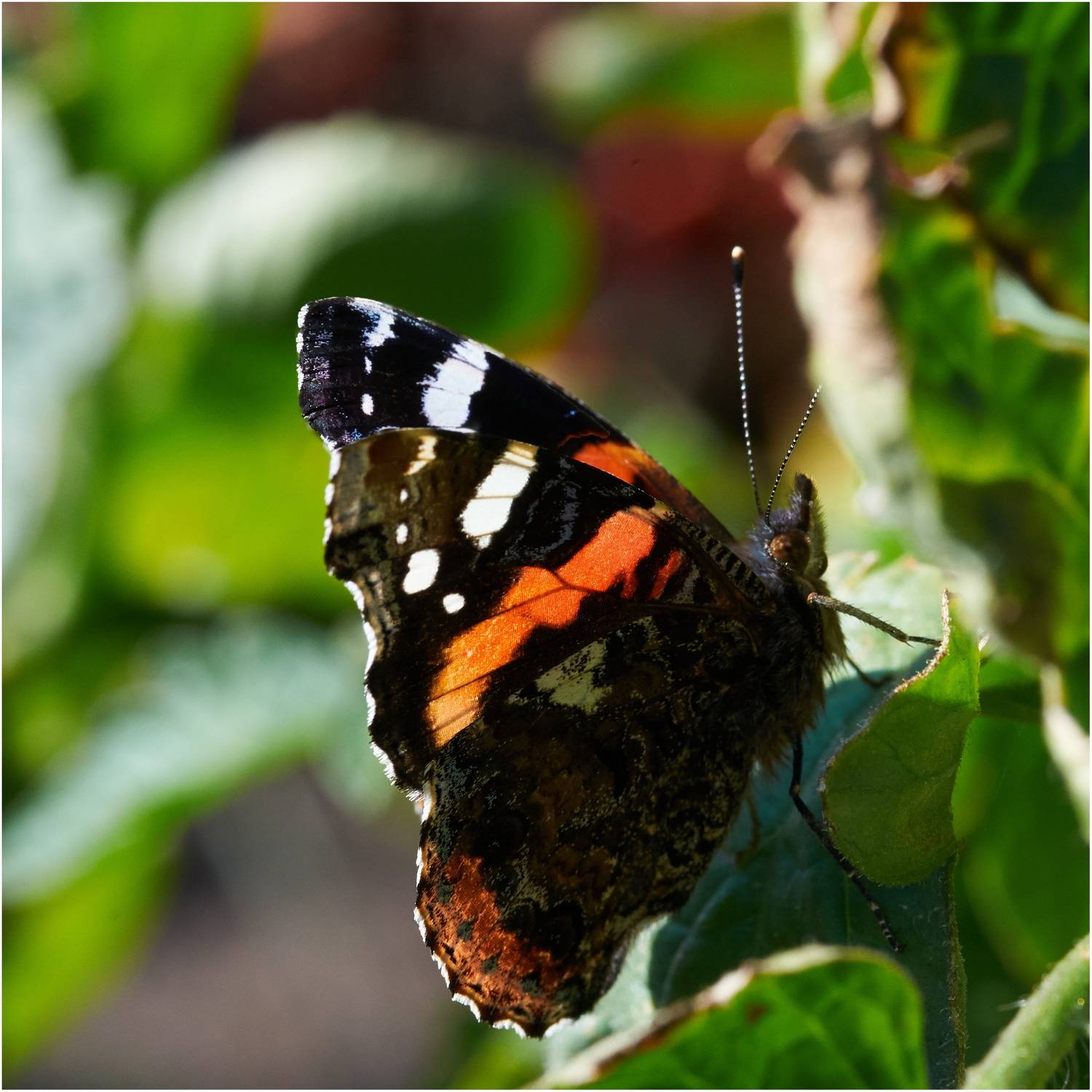 , Владимир Краснов